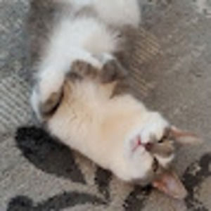 Meet your Posher, Howard